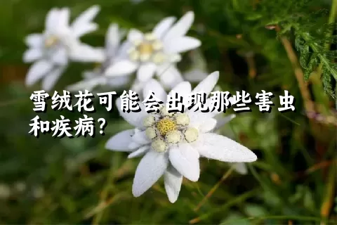 雪绒花可能会出现那些害虫和疾病？