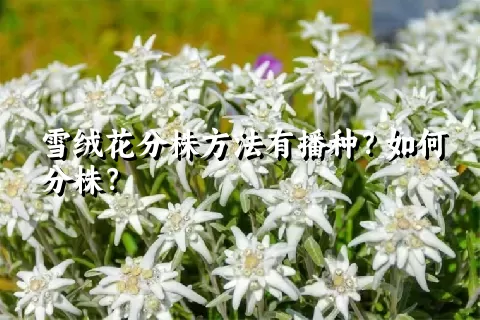 雪绒花分株方法有播种？如何分株？