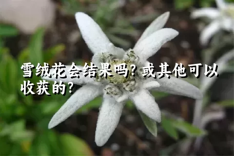 雪绒花会结果吗？或其他可以收获的？