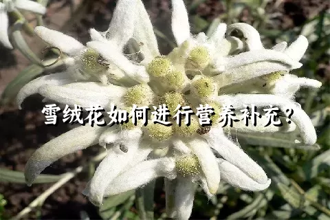 雪绒花如何进行营养补充？