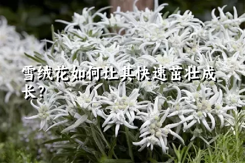 雪绒花如何让其快速茁壮成长？