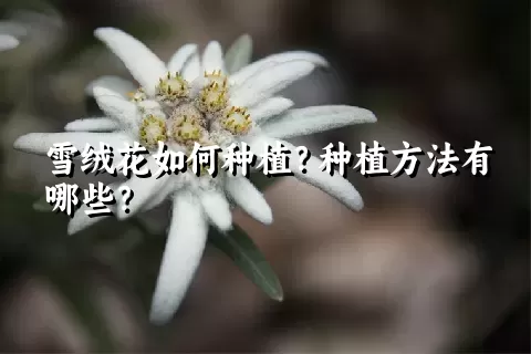 雪绒花如何种植？种植方法有哪些？