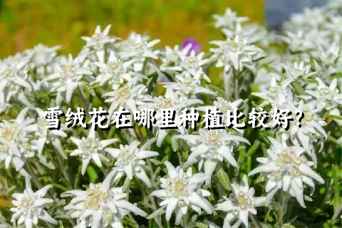 雪绒花在哪里种植比较好？