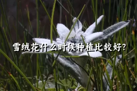 雪绒花什么时候种植比较好？