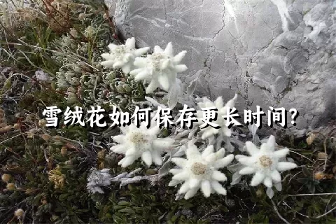 雪绒花如何保存更长时间？