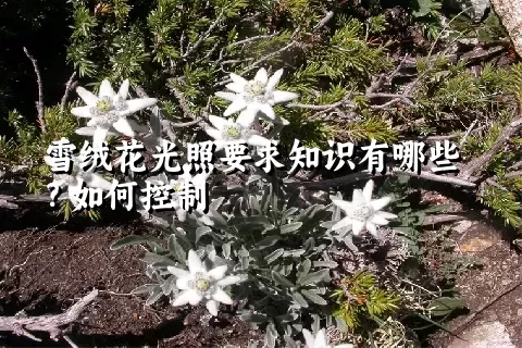 雪绒花光照要求知识有哪些？如何控制