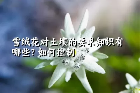 雪绒花对土壤的要求知识有哪些？如何控制