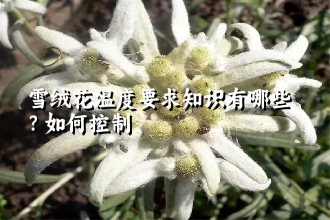 雪绒花温度要求知识有哪些？如何控制