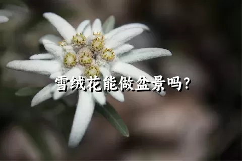 雪绒花能做盆景吗？