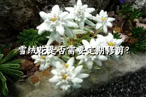 雪绒花是否需要定期修剪？