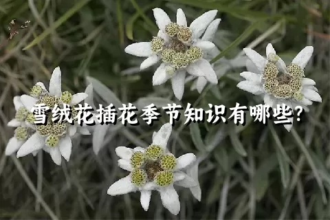 雪绒花插花季节知识有哪些？