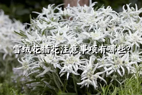 雪绒花插花注意事项有哪些？