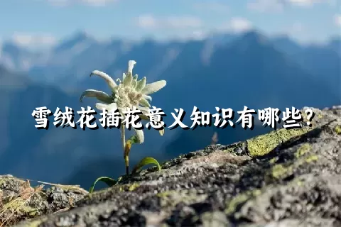 雪绒花插花意义知识有哪些？