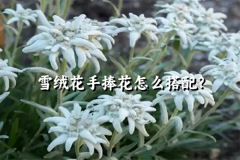 雪绒花手捧花怎么搭配？