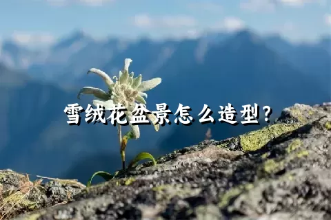 雪绒花盆景怎么造型？