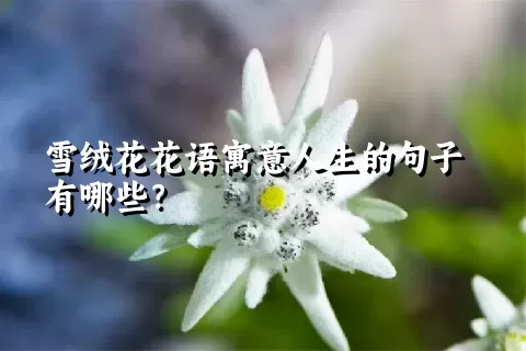 雪绒花花语寓意人生的句子有哪些？