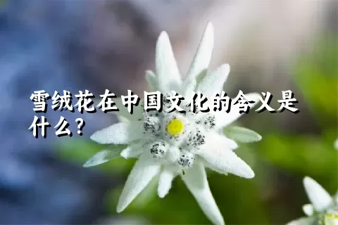 雪绒花在中国文化的含义是什么？