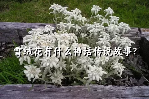 雪绒花有什么神话传说故事？