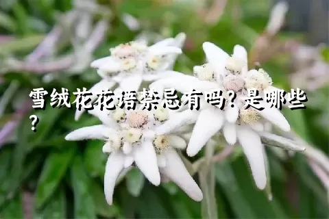 雪绒花花语禁忌有吗？是哪些？