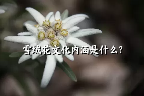 雪绒花文化内涵是什么？