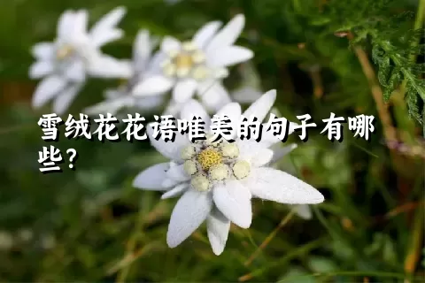 雪绒花花语唯美的句子有哪些？