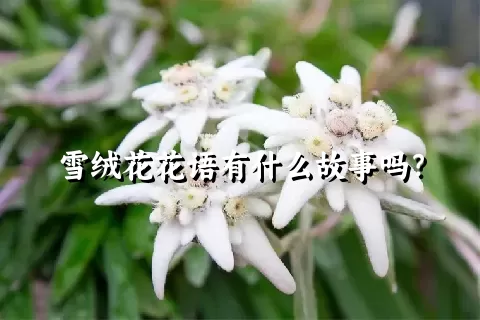 雪绒花花语有什么故事吗？