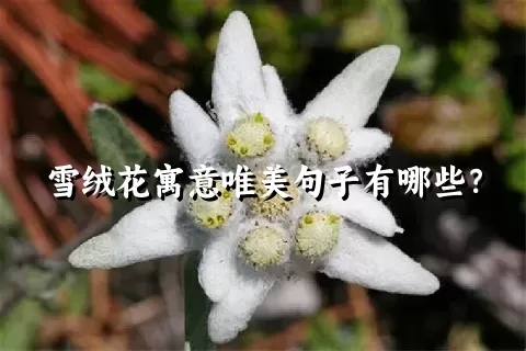 雪绒花寓意唯美句子有哪些？