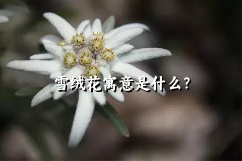 雪绒花寓意是什么？