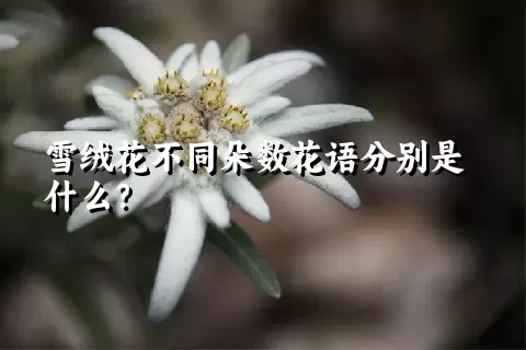 雪绒花不同朵数花语分别是什么？