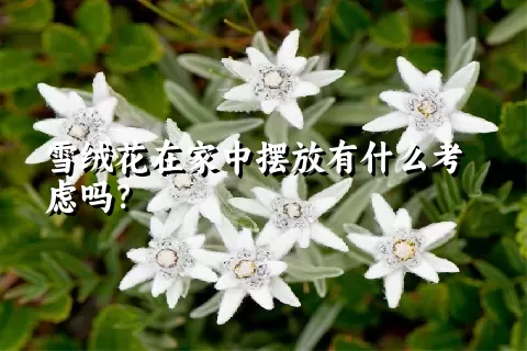 雪绒花在家中摆放有什么考虑吗？