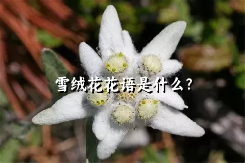 雪绒花花语是什么？