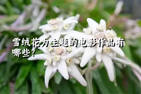 雪绒花为主题的电影作品有哪些？