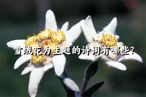 雪绒花为主题的诗词有哪些？