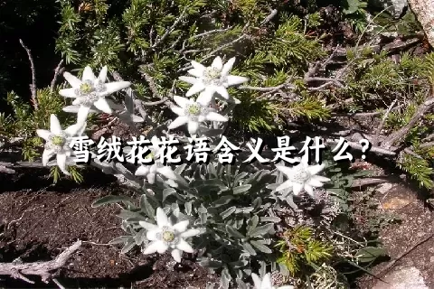 雪绒花花语含义是什么？