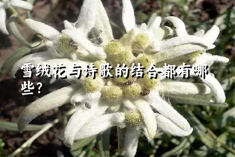 雪绒花与诗歌的结合都有哪些？