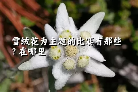 雪绒花为主题的比赛有那些？在哪里