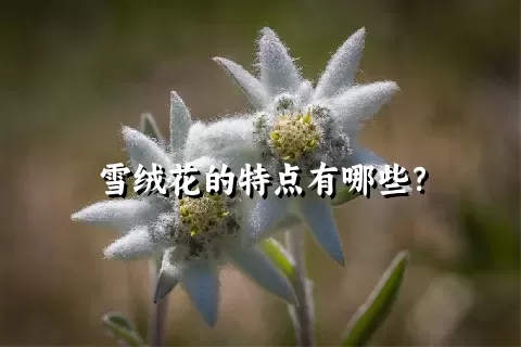 雪绒花的特点有哪些？