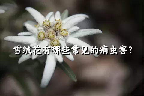 雪绒花有哪些常见的病虫害？