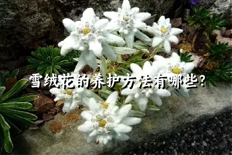 雪绒花的养护方法有哪些？