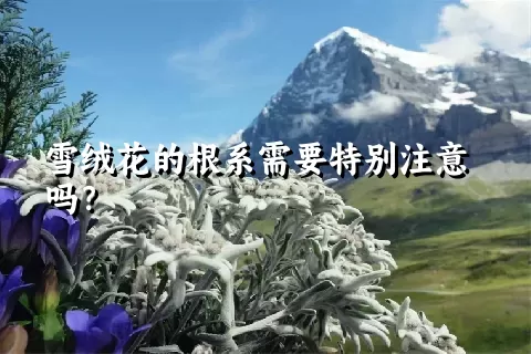 雪绒花的根系需要特别注意吗？