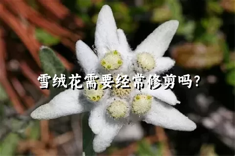 雪绒花需要经常修剪吗？