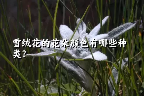 雪绒花的花朵颜色有哪些种类？