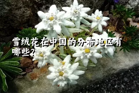 雪绒花在中国的分布地区有哪些？