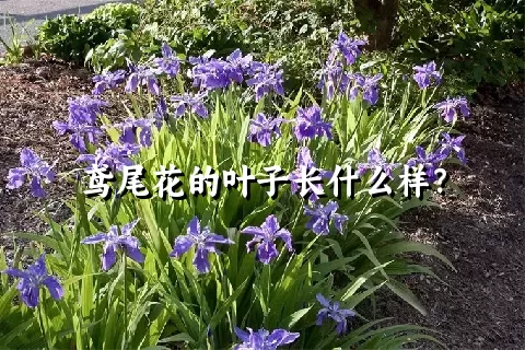 鸢尾花的叶子长什么样？