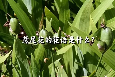 鸢尾花的花语是什么？