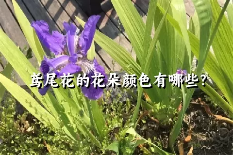 鸢尾花的花朵颜色有哪些？