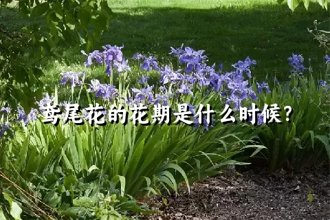 鸢尾花的花期是什么时候？