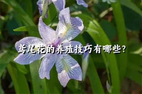 鸢尾花的养殖技巧有哪些？