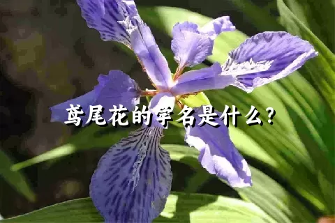 鸢尾花的学名是什么？