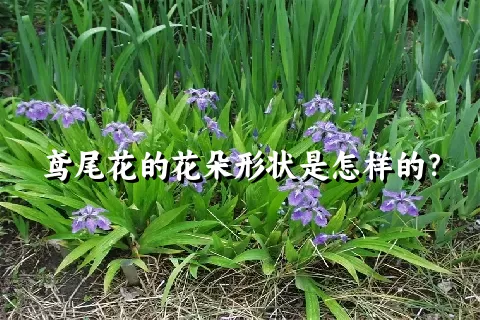 鸢尾花的花朵形状是怎样的？